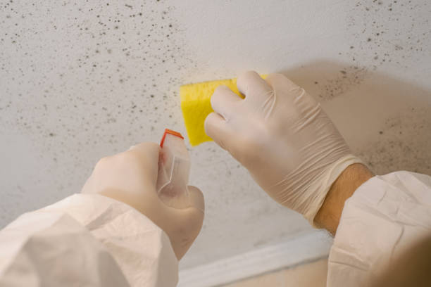 Trusted Bloomfield, NM Mold Removal Experts