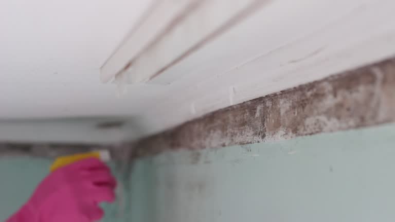 Mold Documentation for Insurance Claims in Bloomfield, NM